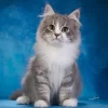 191 Prometheus (R) Siberian male kitten