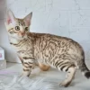 208 Fibi (BL) Purebred Bengal female kitten