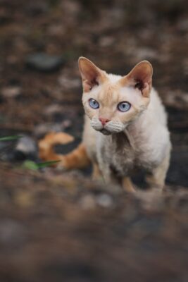 The Ultimate Guide to Devon Rex Kittens