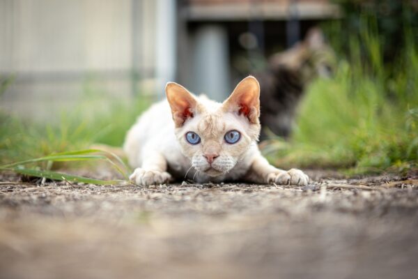The Ultimate Guide to Devon Rex Kittens