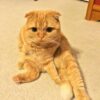 Orange Scottish Fold kitten