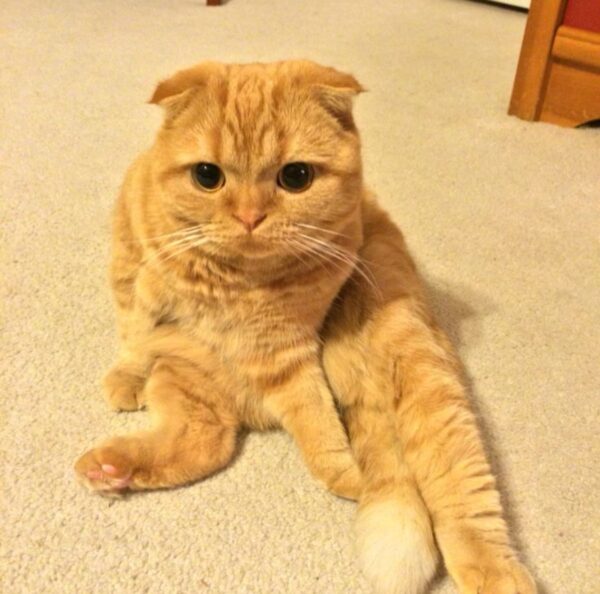 Orange Scottish Fold kitten